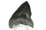 Bargain, Fossil Megalodon Tooth - South Carolina #168878-1